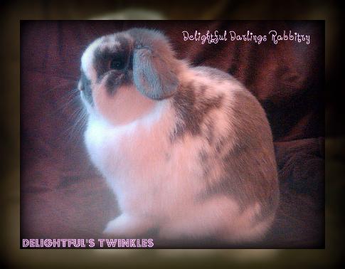 twinkles twinkles
